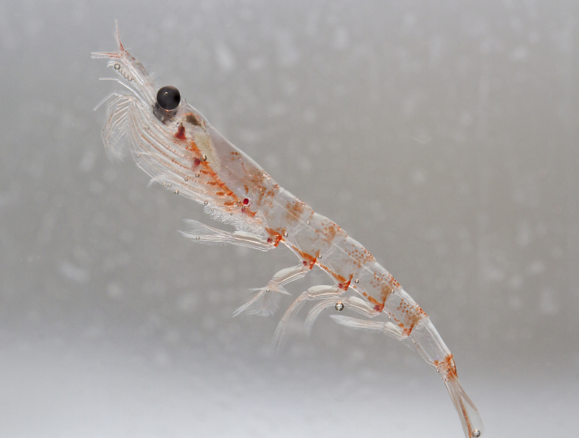 antartic-krill